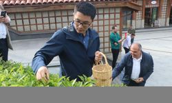 Çinli akademisyenler Uluslararası Çay Günü'nde Rize'de çay topladı
