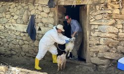 Hakkari'de şap hastalığına karşı hayvanlara aşı yapılıyor