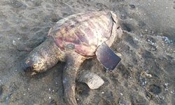Hatay'da ölü caretta caretta sahile vurdu