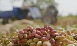Tiryaki Agro, fıstık tesisinin kapasitesini iki katından fazla artırdı