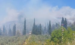 Bursa'da tarım alanında çıkan yangına müdahale ediliyor
