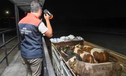 Kurban Bayramı öncesi hayvanlara yol denetim istasyonlarında sıkı kontrol