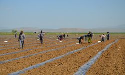 Muş Ovası'nda karpuz fideleri toprakla buluştu