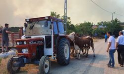 Sakarya'da ormanlık alanda çıkan yangın Bilecik tarafına sıçradı