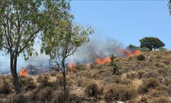 Bodrum'da makilik ve otluk alanda çıkan yangına müdahale ediliyor