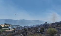 Balıkesir'de çıkan orman yangını kontrol altında