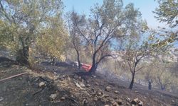 Balıkesir'de zeytinlik alanda çıkan yangın kontrol altına alındı