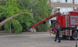 Samsun'da kökünden kopan ağaç otomobilin üzerine devrildi