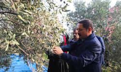 Hatay'da 201 bin ton zeytin rekoltesi bekleniyor