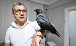 Sahiplendiği karga 'Kömür' en yakın dostu oldu