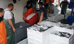 Tekirdağ'da zorunlu paydos sonrası denize açılan balıkçılar 600 kasa istavritle limana döndü