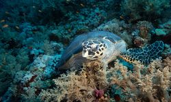 Kızıldeniz'de şahin gagalı ve yeşil deniz kaplumbağaları kayıt altına alındı