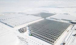 Dondurucu Soğuklara Rağmen Ağrı’da Jeotermal Seralarda Yıl Boyu Domates Hasadı