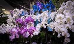 Sevgililer Günü’nde Orkide ve Kelebek Buketlere İlgi Artıyor