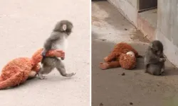 Terk Edilen Yavru Maymun Punch’ın Bakıcısı Konuştu