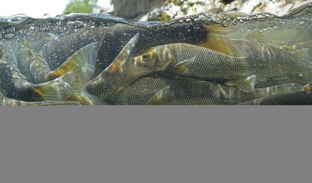 Akarsulara göç eden inci kefalinin yolculuğu su altı kamerasında