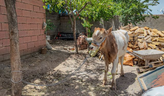 Diyarbakır'da 3 aylıkken ahırdan kaçan buzağı 9 ay sonra bulundu