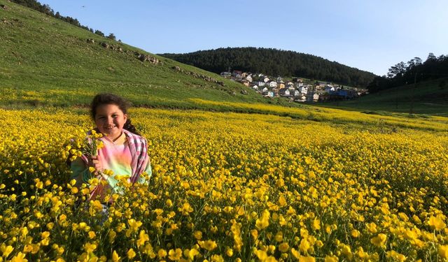 Eğriçimen Yaylası sarı papatyalarla renklendi