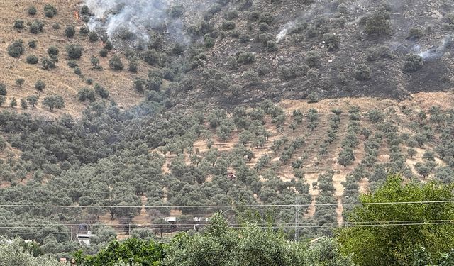 İzmir'de zeytinlik alanda çıkan yangın kontrol altına alındı