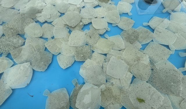 İzmit Körfezi'ne 6 bin balık ve 100 yapay resif bırakıldı