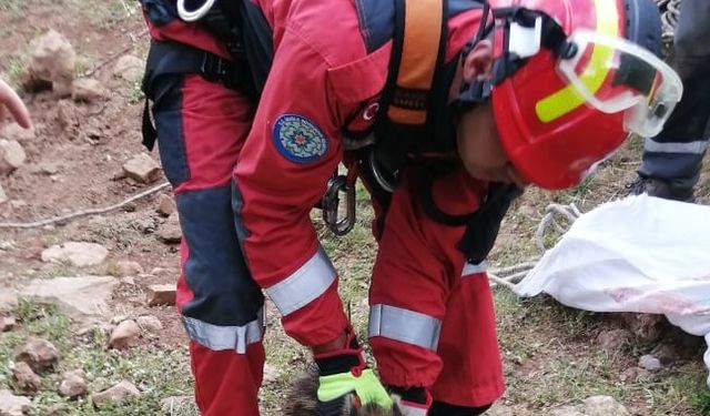 Muğla'da sulama kanalına düşen köpek ve kuyuya düşen domuz yavrusu kurtarıldı