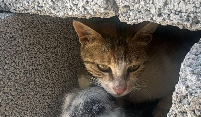 Şanlıurfa'da beton kolonun altında mahsur kalan kedi yavrusu kurtarıldı