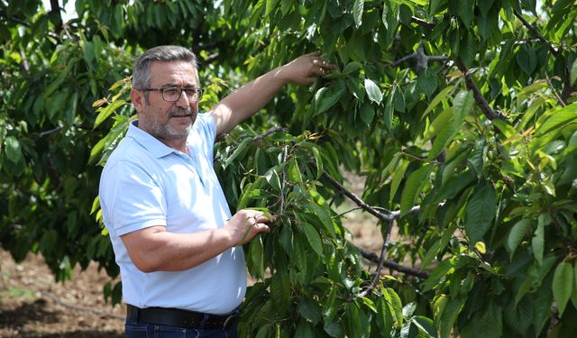 TZOB Genel Başkanı Bayraktar, Eskişehir'de zirai dondan etkilenen kiraz bahçelerini inceledi