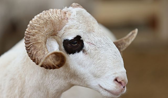 Uzmanından kurban seçimi ve kesimiyle ilgili dikkat edilecek hususlar