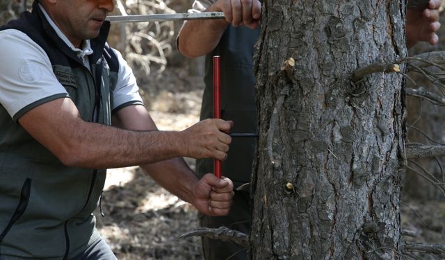 Erzurum ormanlarında yangın tedbirleri kapsamında seyreltme çalışmaları başlatıldı