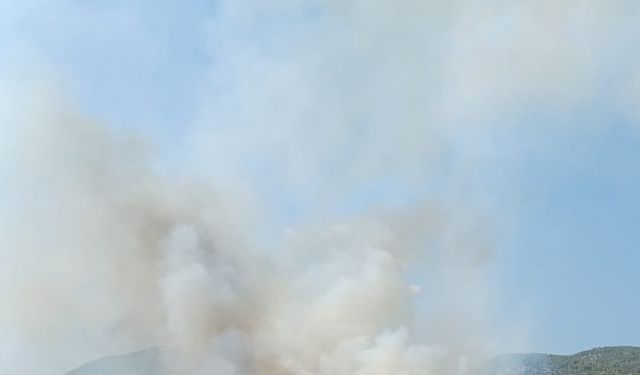 Muğla'da ormanlık alanda yangın çıktı