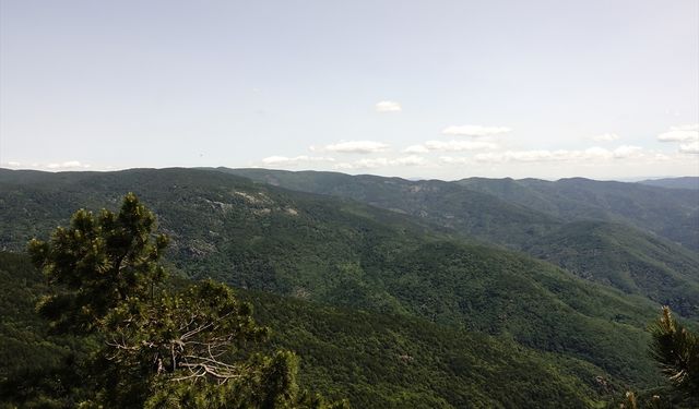 Türkiye'nin 14 masifinden biri olan Kazdağları yüzlerce bitki çeşidine ev sahipliği yapıyor
