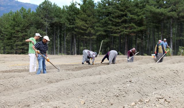 Karabük'te safran soğanı toprakla buluşuyor