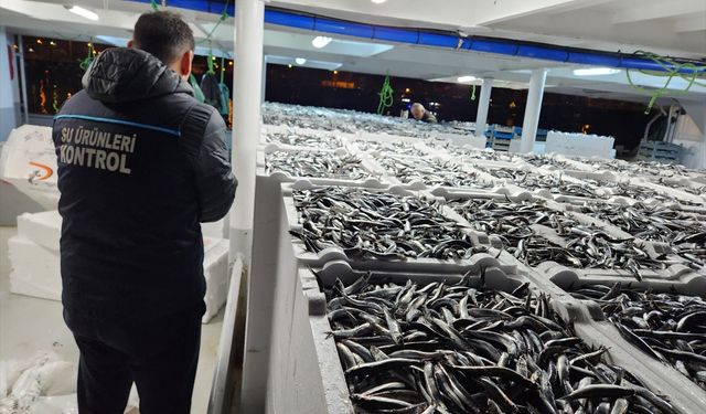 Doğu Karadeniz'de hamsi büyüklüğü ve bolluğuyla yüzleri güldürüyor