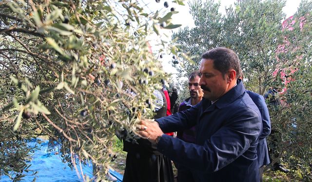 Hatay'da 201 bin ton zeytin rekoltesi bekleniyor