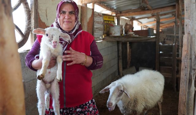 İki çocuk annesi kadın sabah çobanlık, öğlen servisçilik yapıyor