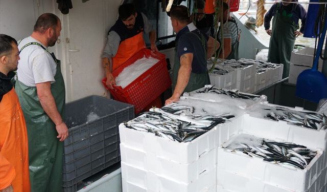 Tekirdağ'da zorunlu paydos sonrası denize açılan balıkçılar 600 kasa istavritle limana döndü