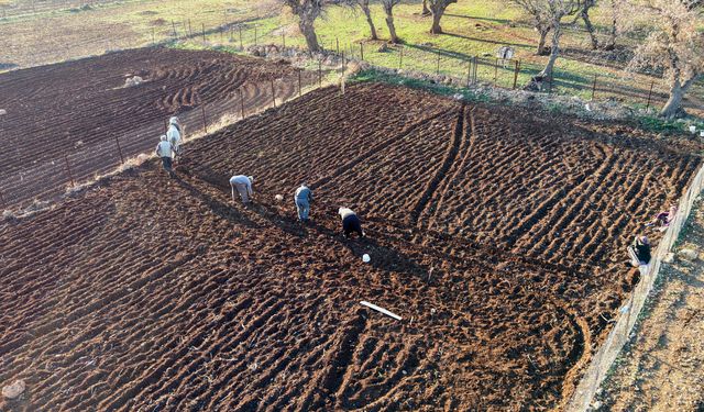 Batman'da tescilli mehina sarımsağının ekimine başlandı