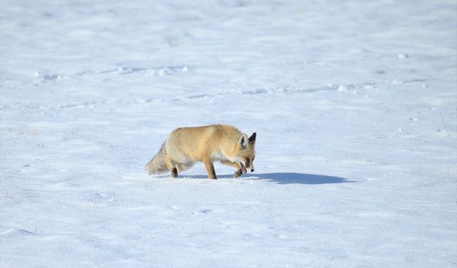 Kars'ta kızıl tilkiler karla kaplı arazide görüntülendi