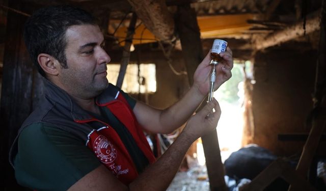 Milas'ta 'şap hastalığı' nedeniyle 11 mahalle karantinaya alındı