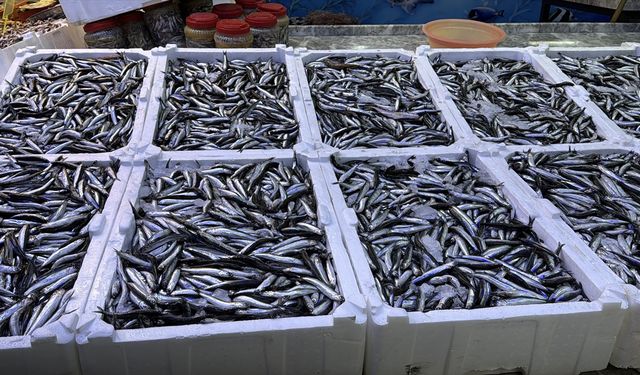 Rize'de hamsinin kilogramı 100 liradan satılıyor