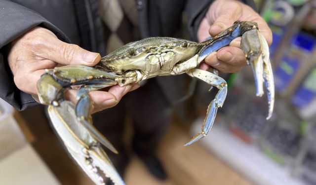 Sinop'ta balıkçıların ağına mavi yengeç takıldı
