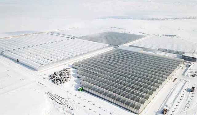 Dondurucu Soğuklara Rağmen Ağrı’da Jeotermal Seralarda Yıl Boyu Domates Hasadı