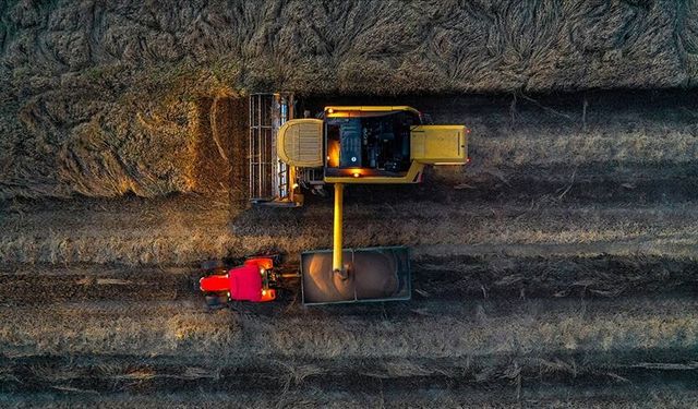 İklim koşulları buğday üretimi için umut veriyor