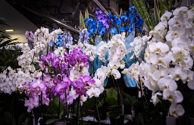 Sevgililer Günü’nde Orkide ve Kelebek Buketlere İlgi Artıyor