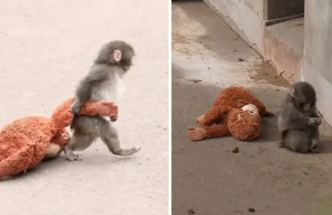 Terk Edilen Yavru Maymun Punch’ın Bakıcısı Konuştu