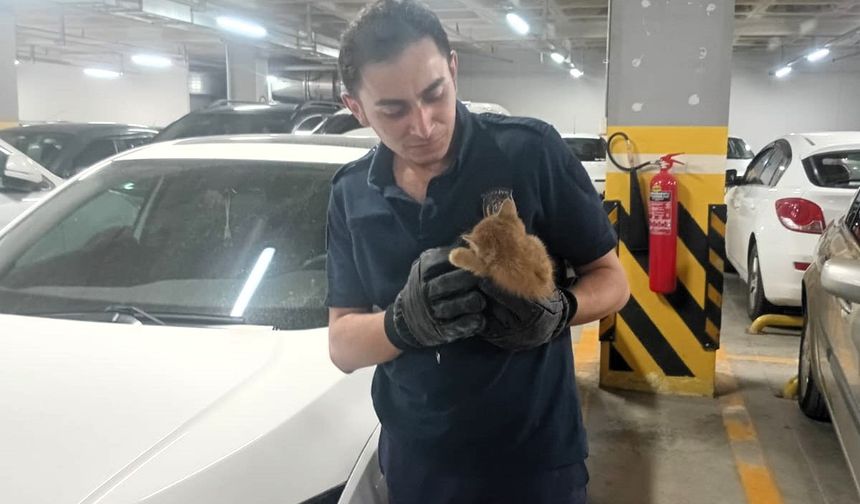 Amasya'da otomobilin motor bölümüne sıkışan kedi yavrusunu itfaiye kurtardı