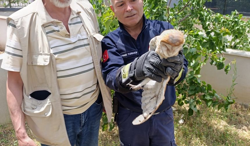 Balıkesir'de balkon pervazına takılarak yaralanan baykuş kurtarıldı