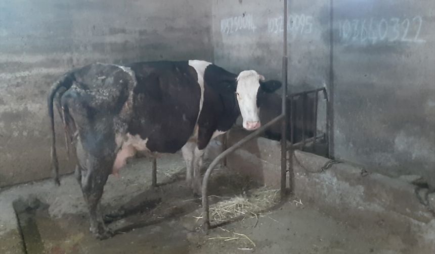 Balıkesir'de inek tek batında 5 buzağı doğurdu