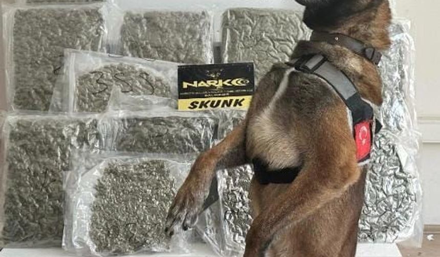 Balıkesir'de yolcu otobüsünde 10 kilo 350 gram esrar ele geçirildi