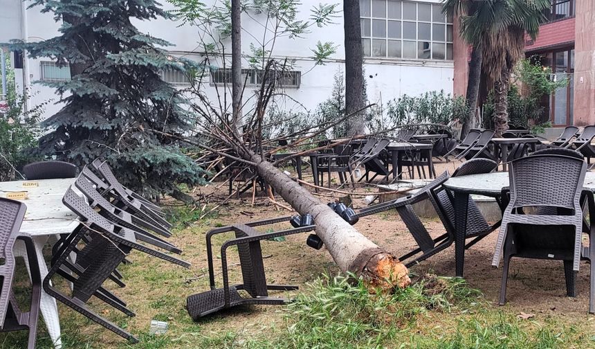 Bilecik'te fırtınada zarar gören ağaç kafenin bahçesine devrildi